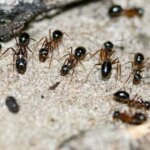 Metode-rapide-eficiente-si-naturale-prin-care-puteti-scapa-de-furnici.jpg